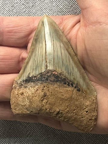 Megalodon-tand 9,1 cm - Fossiele tand - Carcharocles