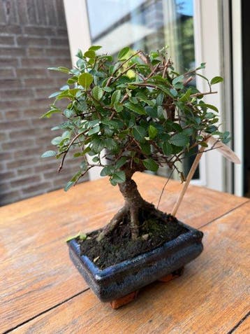 Japanese iep bonsai (Zelkova) - Hoogte (boom): 22 cm -