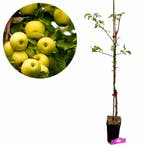 Malus Domestica ‘Golden delicious’ + pot 11cm, Verzenden, Volle zon