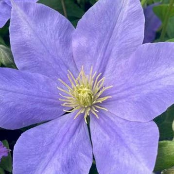 Clematis Fujimusume container (C2) Sierplanten, Verzenden, Overige soorten, Struik