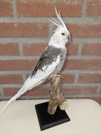 Valkparkiet Taxidermie volledige montage - Nymphicus, Verzamelen, Nieuw