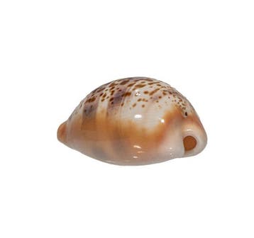 Mediterrane Kostbaarheden: Achatschnecke / Kauri