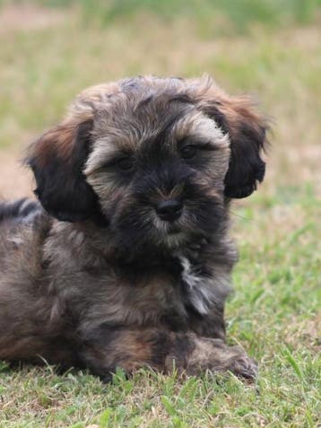 Leuke Gezelschapshondjes., Nederland, Parvo, Overige rassen, 8 tot 15 weken