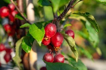 Malus Red Obelisk hoogstam