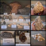 Oude fossielenverzameling van meer dan twintig stukken -