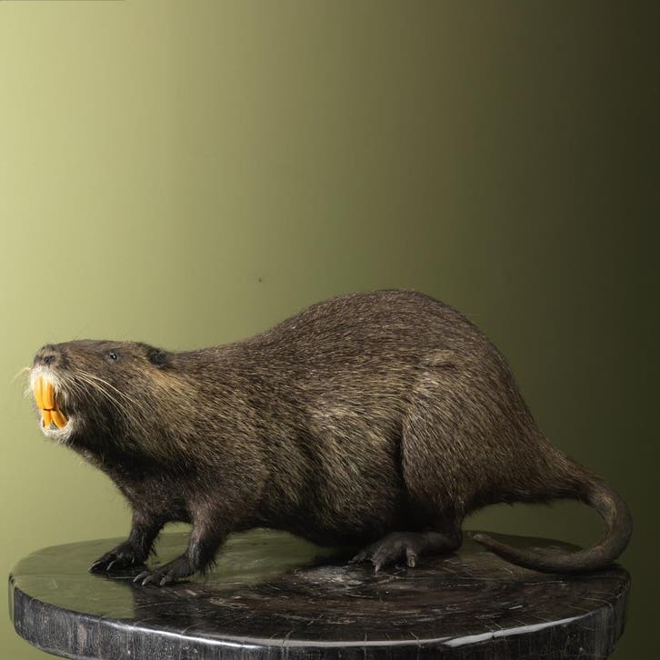 Beverrat Nutria Taxidermie Opgezette Dieren By Max, Verzamelen, Dierenverzamelingen, Opgezet dier, Nieuw, Wild dier, Ophalen of Verzenden