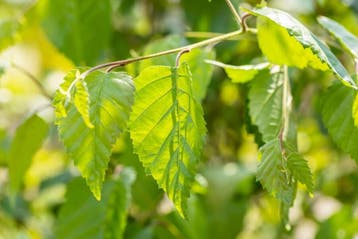 Betula utilis meerstammig 350-400