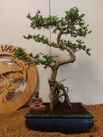 Japanese iep bonsai (Zelkova) - Hoogte (boom): 42 cm -