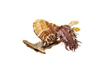 Exclusieve schelpenset: Malleus malleus (hameroester) &, Nieuw