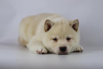 Shiba Inu Pups - wit / creme kleurig, Dieren en Toebehoren, België, 8 tot 15 weken, Rabiës (hondsdolheid), Poolhond