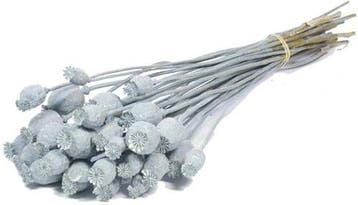 Papaverbollen Grey Wash, Ophalen of Verzenden, Nieuw
