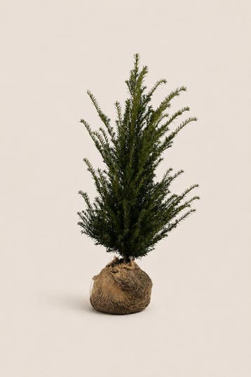 TAXUS BACCATA PALLETDEAL | 30, 80 OF 100 PLANTEN, Tuin en Terras, Verzenden, Taxus, Haag, 100 tot 250 cm
