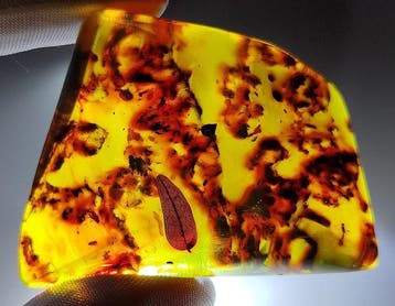 FOSSlL-AMAZING!! Dominicaans amber- 32 g