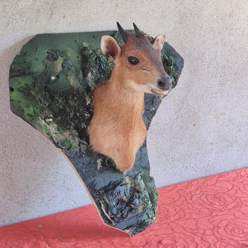 Zwarte duiker - Taxidermie wandmontage - Cephalophus niger -, Nieuw