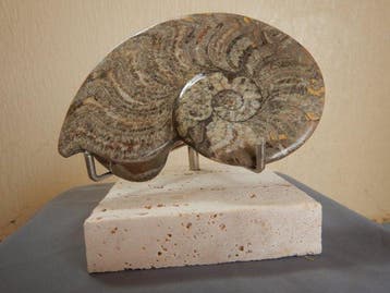 Goniatiet - Gefossiliseerd dier - 15 cm - 11 cm