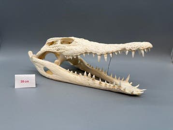 Nijlkrokodil Schedel van een reptiel - Crocodylus niloticus