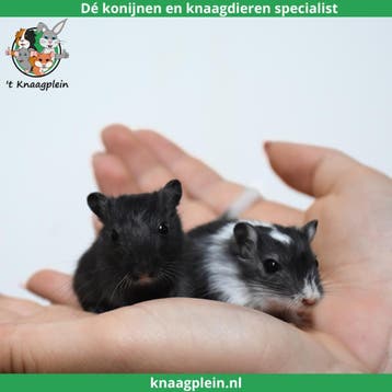 Jonge, handtamme Mongoolse gerbils te koop !, Meerdere dieren, Overige typen, Tam