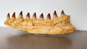 Mosasaurus - Fossiel fragment - 18 cm - 51 cm, Verzamelen