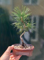Den bonsai (Pinus) - Hoogte (boom): 22 cm - Diepte (boom):