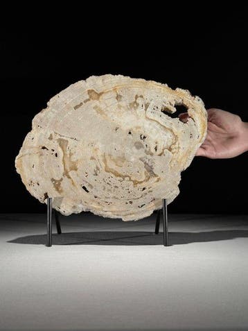 Prachtige snede van versteend hout op een op maat gemaakte