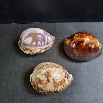 tijgerschelp gegraveerd Schelpdier - Cypraea (Zonder