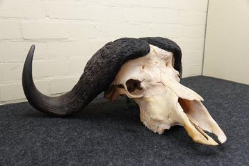 Cape Buffalo Schedel - Syncerus caffer - 30 cm - 82 cm - 62, Nieuw