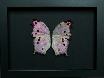 Vlinder Taxidermie volledige montage - Salamis parhassus -, Antiek en Kunst, Curiosa en Brocante
