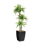 Dracaena Lemon Lime kunstplant, H150cm, Ophalen of Verzenden, Overige soorten, 150 tot 200 cm