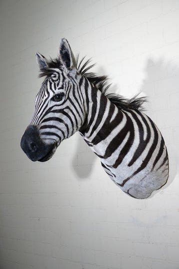 Zebra Head Taxidermie wandmontage - Equus quagga----- NO, Nieuw