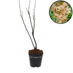 Witte aalbes Witte Hollander, Tuin en Terras, Verzenden, Halfschaduw