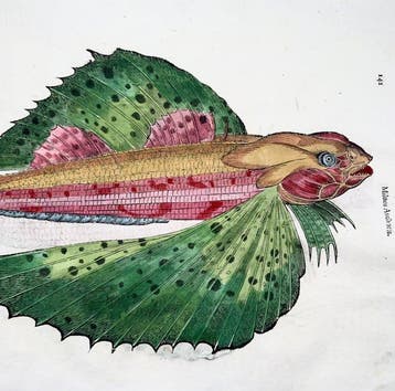 Aldrovandi; Fish, Flying Fish (Miluus) - hand coloured folio