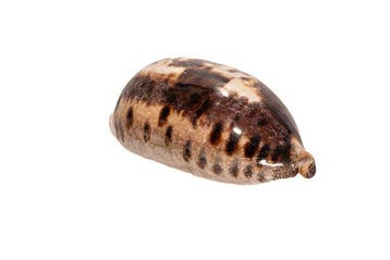 Grote schildpadkauri (Cypraea testudinaria) – Makelloses, Nieuw