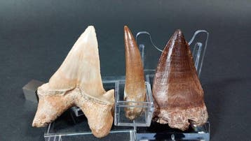 Haai, plesiosauri en mosasauri - Fossiele tanden - Otodus