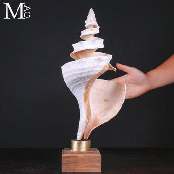Grote, sculpturale schelp van Triplofusus giganteus met, Nieuw