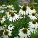 Echinacea purpurea White Swan - Wortelgoed - 5 stuks, Verzenden