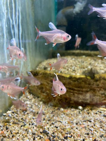 300+ Soorten Tropische Vissen in Overijssel | Bo-vis.nl, Vis, Zoetwatervis