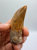 Dinosaurus - Fossiele tand - carcharodontosaurus saharicus -