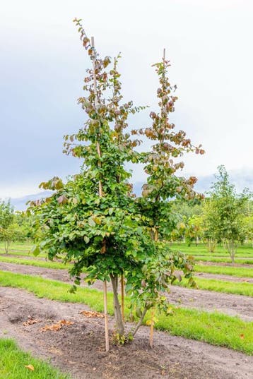 Parrotia persica meerstammig 400-450