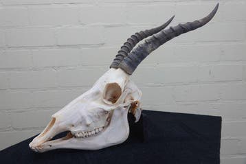 Blesbok Schedel - Damaliscus pygargus phillipsi - 0 cm - 0, Nieuw