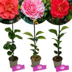 Camellia japonica + pot 9cm 3 pcs, Verzenden, Volle zon