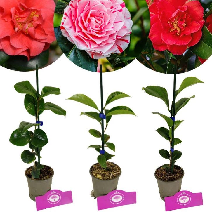 Camellia japonica + pot 9cm 3 pcs, Tuin en Terras, Planten | Fruitbomen, Volle zon, Verzenden