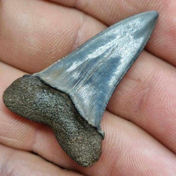 Fine Fossil serrated Sharks Teeth - Fossiele tand -