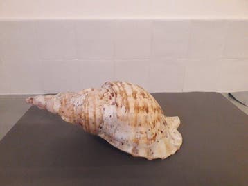 recente charonia tritonis - 14 cm (Zonder minimumprijs), Verzamelen, Nieuw