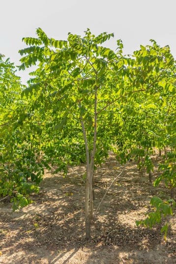 Juglans nigra meerstammig