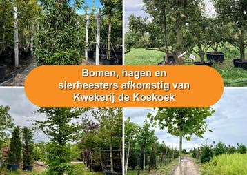 Bomen, hagen en sierheesters
