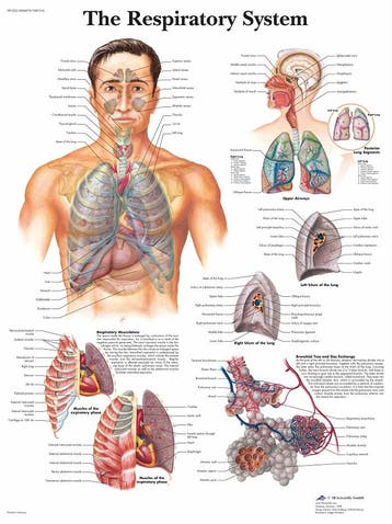 Anatomie poster ademhaling (gelamineerd, 50x67 cm) + oph..., Nieuw