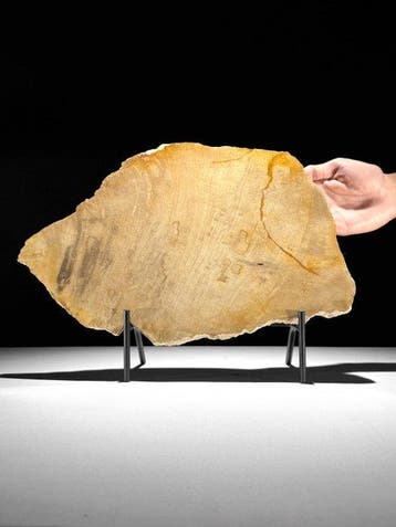 Prachtige snede van versteend hout op een op maat gemaakte