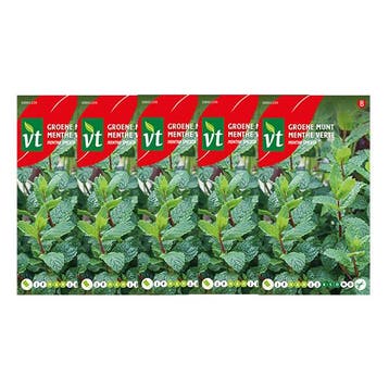 Munt zaad | VT | 5 stuks (Pepermunt), Verzenden