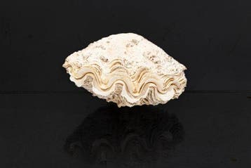 ***Verzamelaarsslak*** Gegroefde Reuzen Schelp Taxidermie, Nieuw