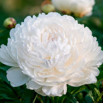 Pioenroos Shirley Temple Vaste planten, Raskleur, Tuin en Terras, Verzenden, Vaste plant, Overige soorten